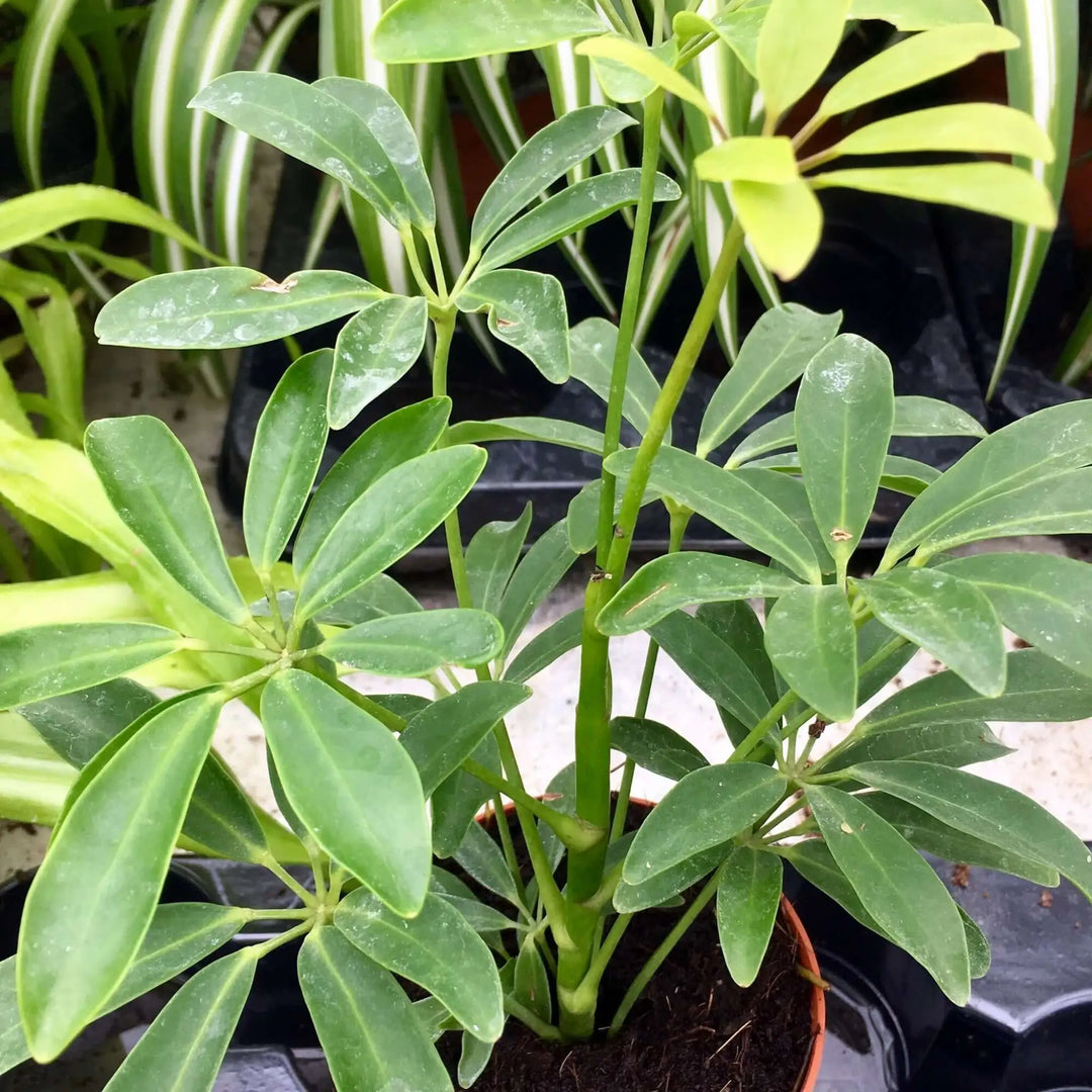 Buy Dwarf Umbrella Tree (Schefflera arboricola) (PPL259) Online at £3.79 from Reptile Centre