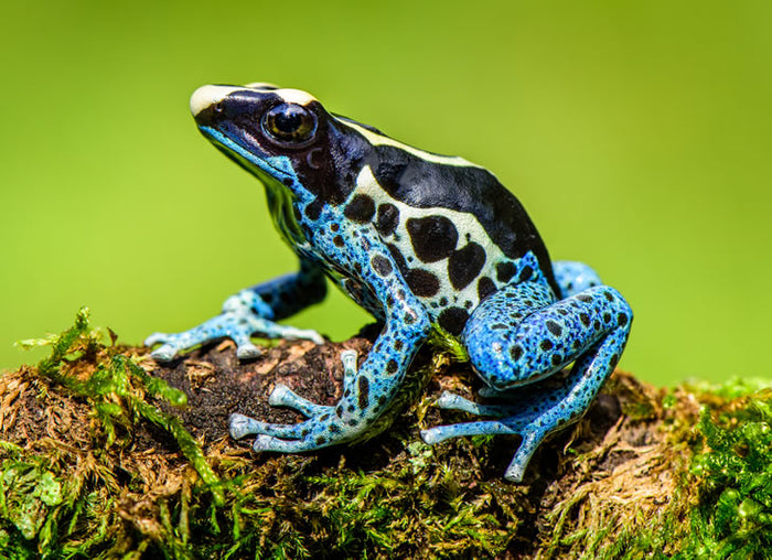 Dyeing Poison-Arrow Frogs Setup