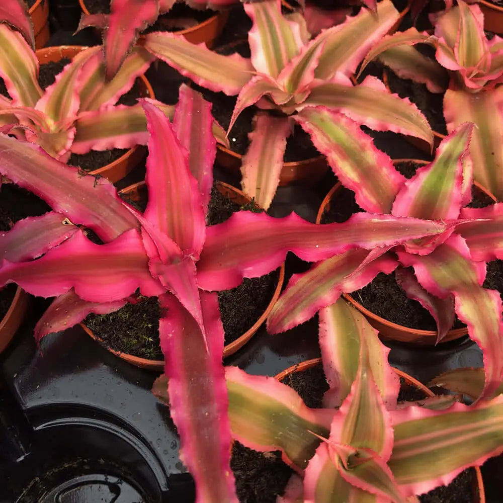 Buy Earth Star (Cryptanthus sp.) online