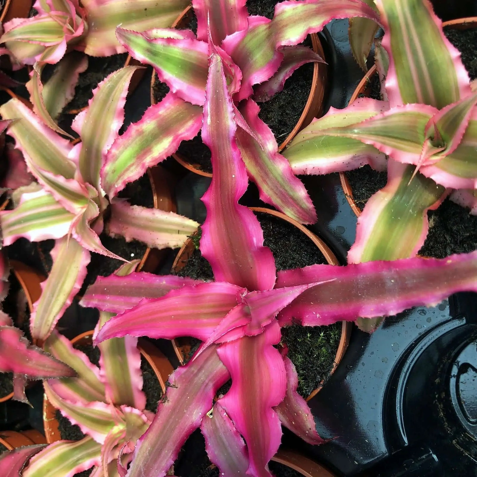 Buy Earth Star (Cryptanthus sp.) online