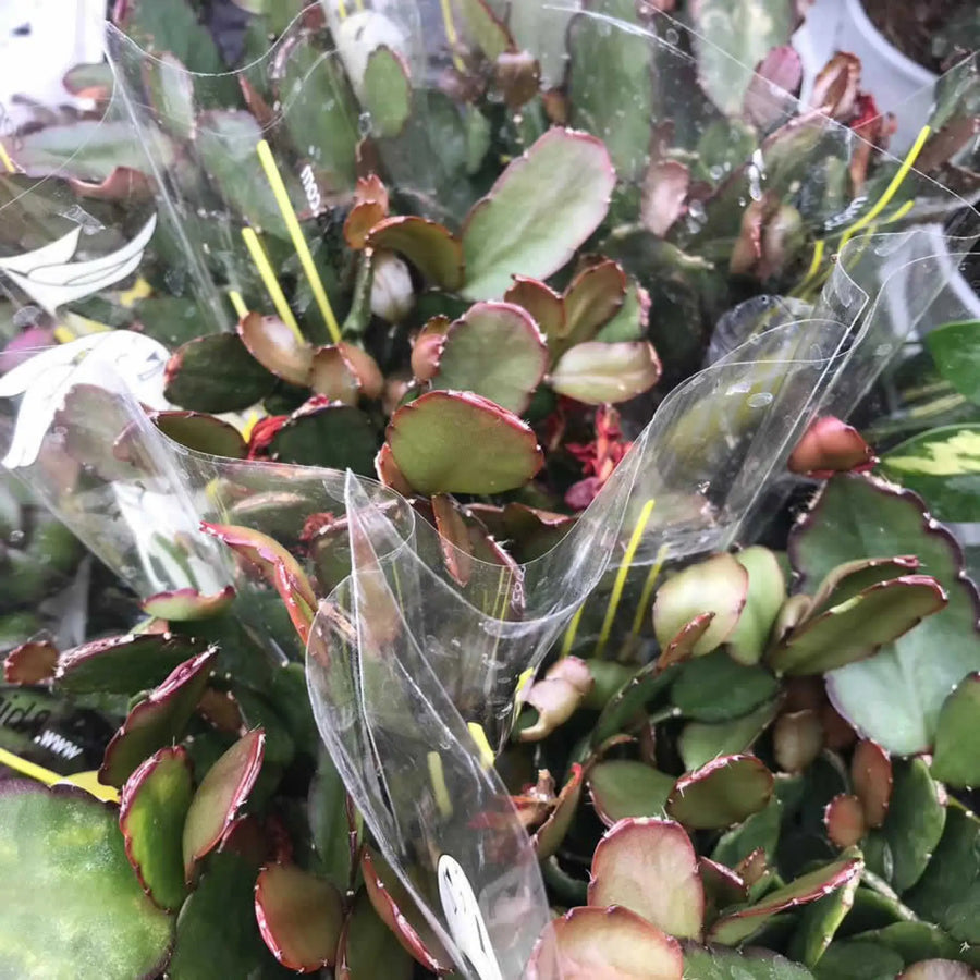 Buy Easter Cactus (Rhipsalidopsis sp) (PPL056L) Online at £4.74 from Reptile Centre