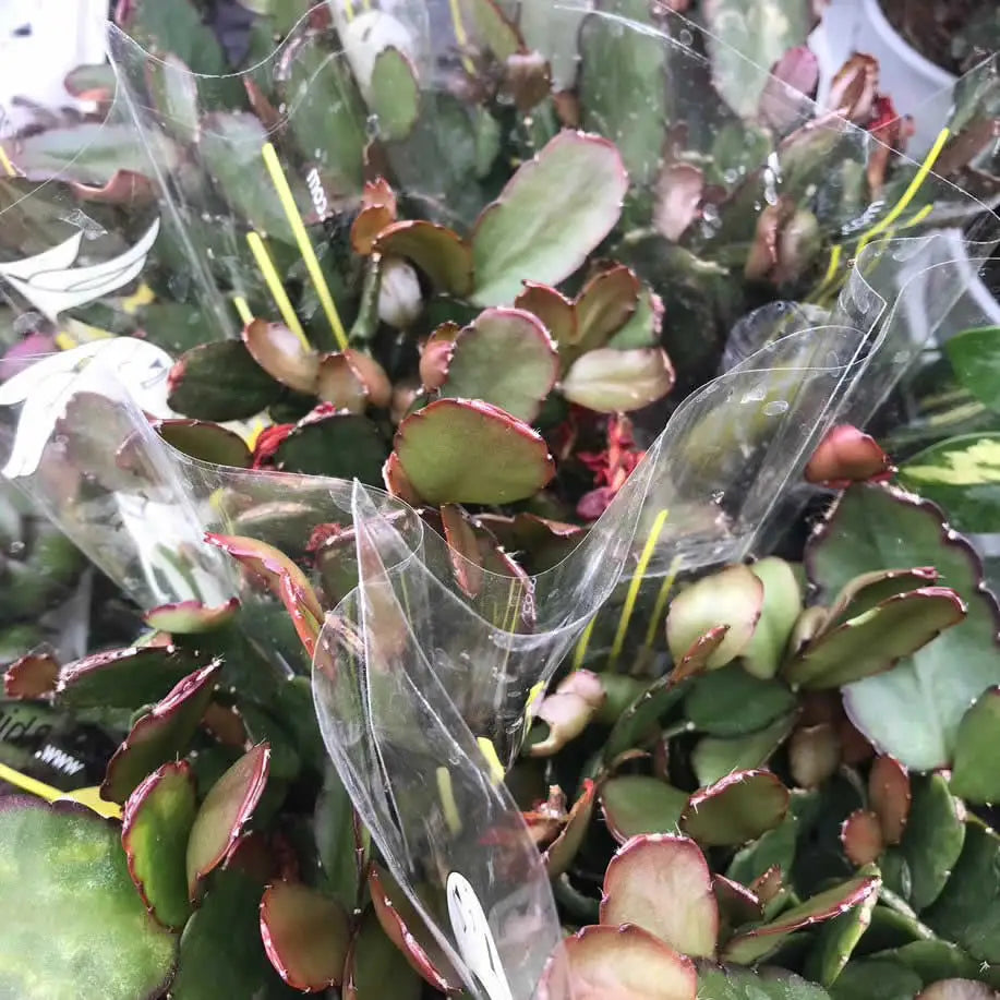 Buy Easter Cactus (Rhipsalidopsis sp) online