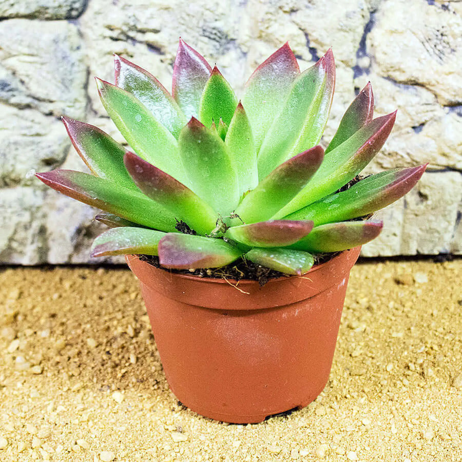 Buy Echeveria agavoides 'Ebony' (PPL006) Online at £3.79 from Reptile Centre