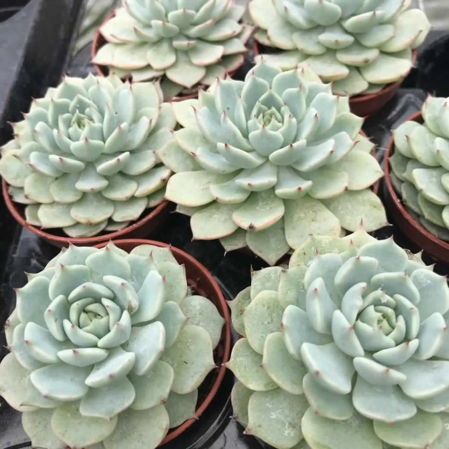 Buy Echeveria deremensis (PPL058S) Online at £6.64 from Reptile Centre