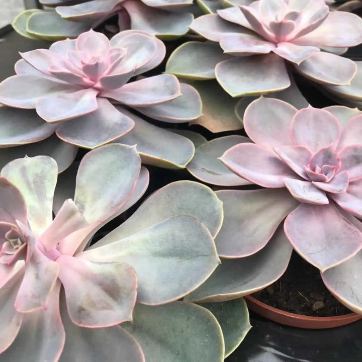 Buy Echeveria 'Perle von Nurnberg' (PPL208L) Online at £5.69 from Reptile Centre