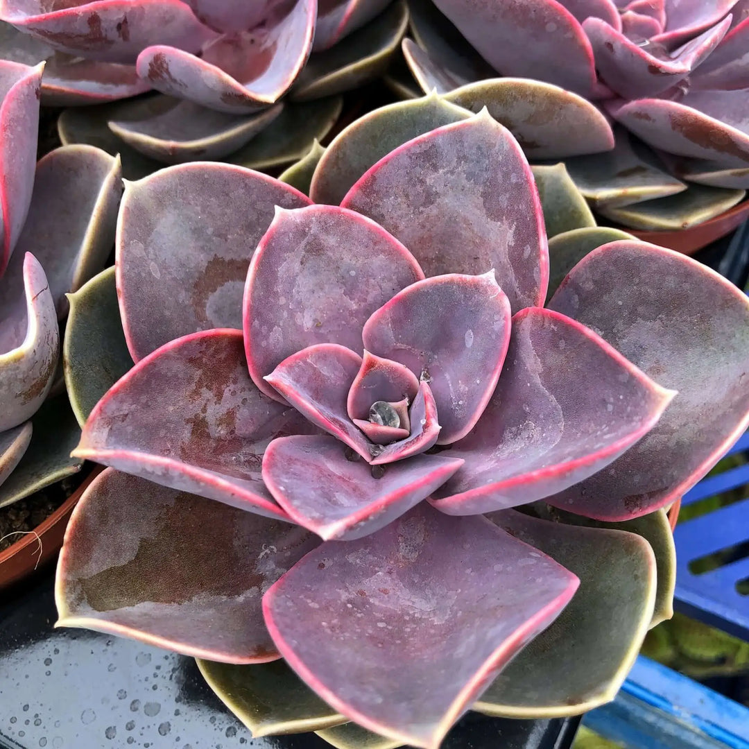 Buy Echeveria 'Perle von Nurnberg' (PPL208) Online at £5.69 from Reptile Centre