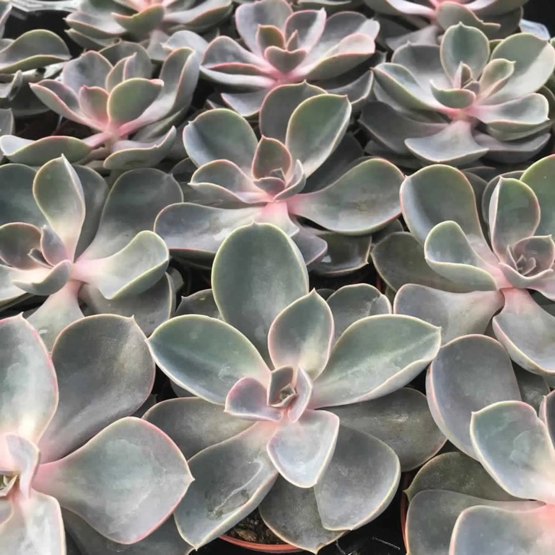 Buy Echeveria 'Perle von Nurnberg' (PPL208S) Online at £4.74 from Reptile Centre