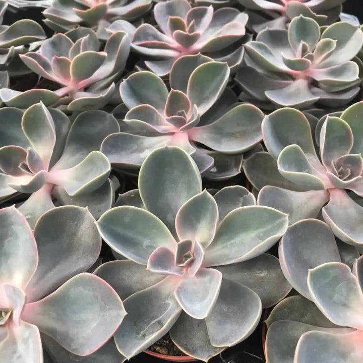 Buy Echeveria 'Perle von Nurnberg' (PPL208S) Online at £4.74 from Reptile Centre