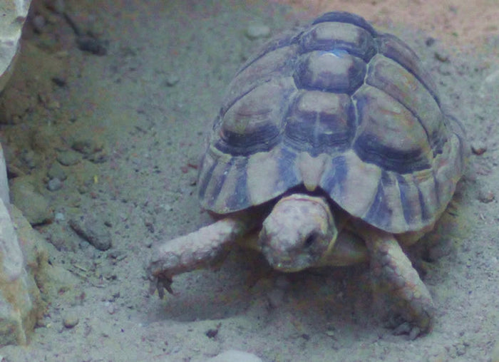 Egyptian Tortoise Setup