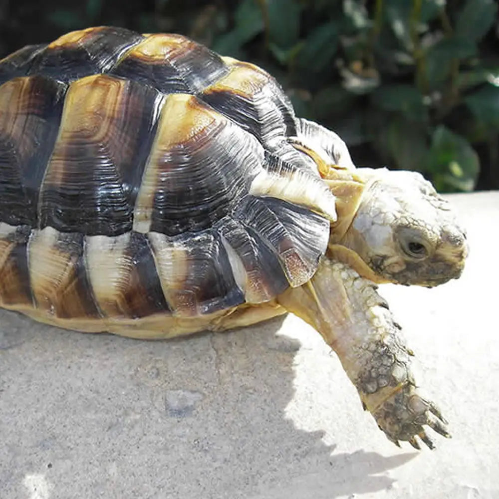 Buy Egyptian Tortoise Setup online