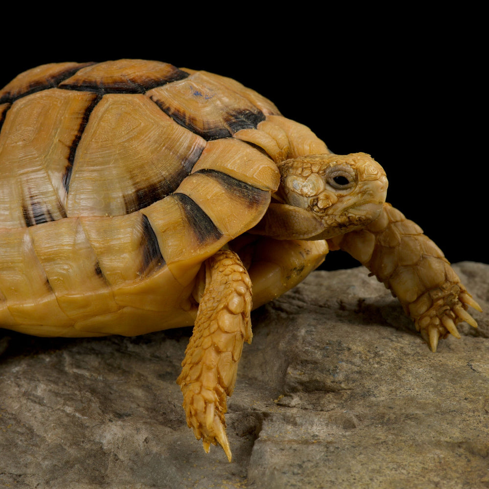 A picture of a juvenile Kleinmanns tortoise on a rock against a black background.