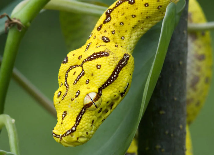 Emerald Tree Boa Setup