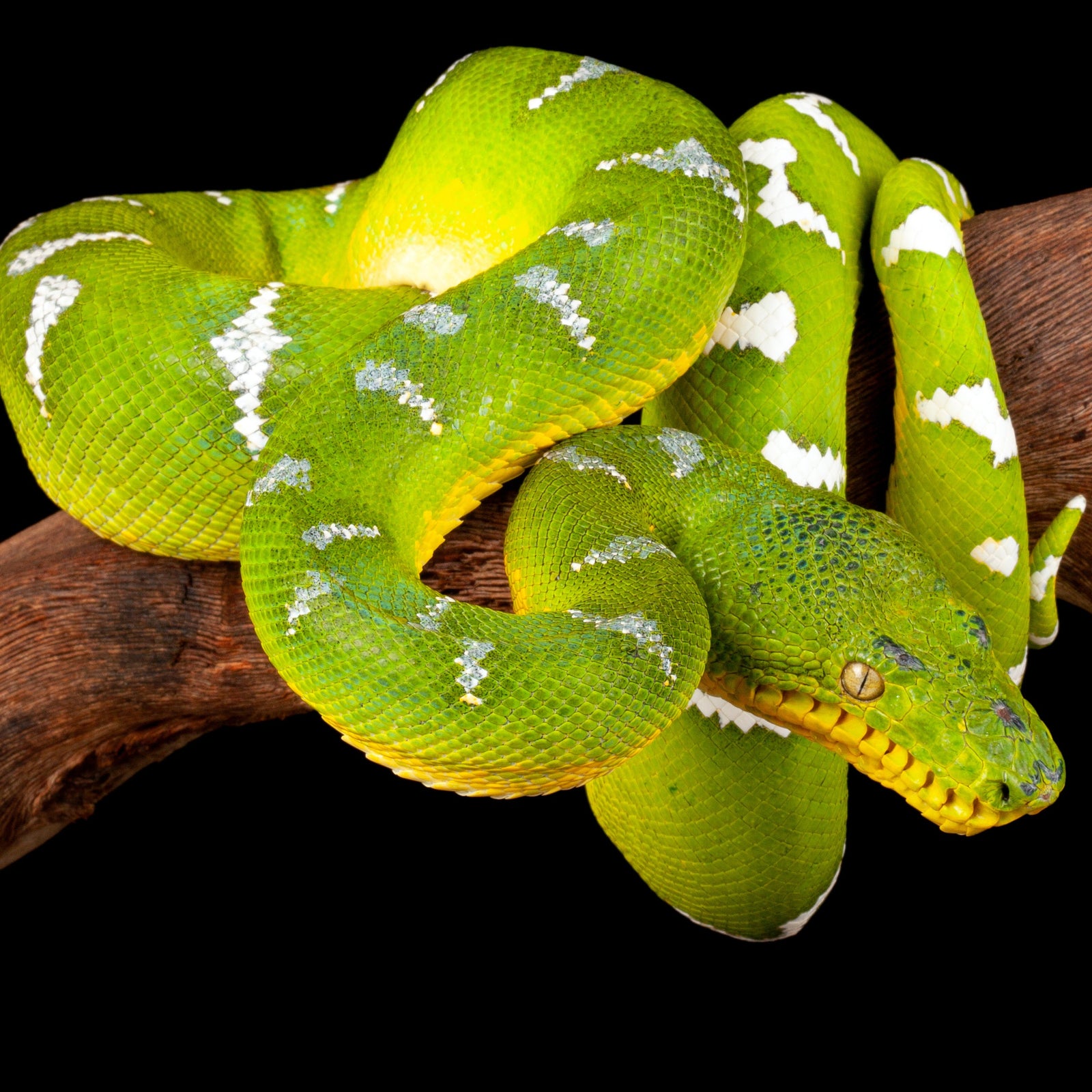A bright green emerald tree boa with a white saddle patterna and yellow dorsal scales sat on a branch against a black backdrop.