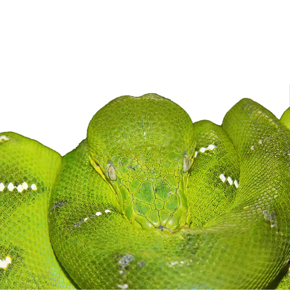 Buy Emerald Tree Boa Setup online
