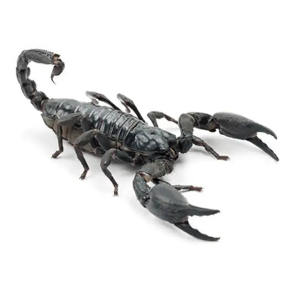 Buy Emperor Scorpion Setup online
