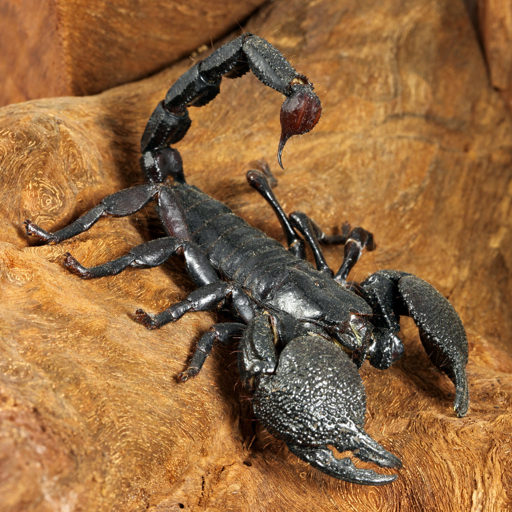 A large, black emperor scorpion climbing down a sanded wooden decoration.