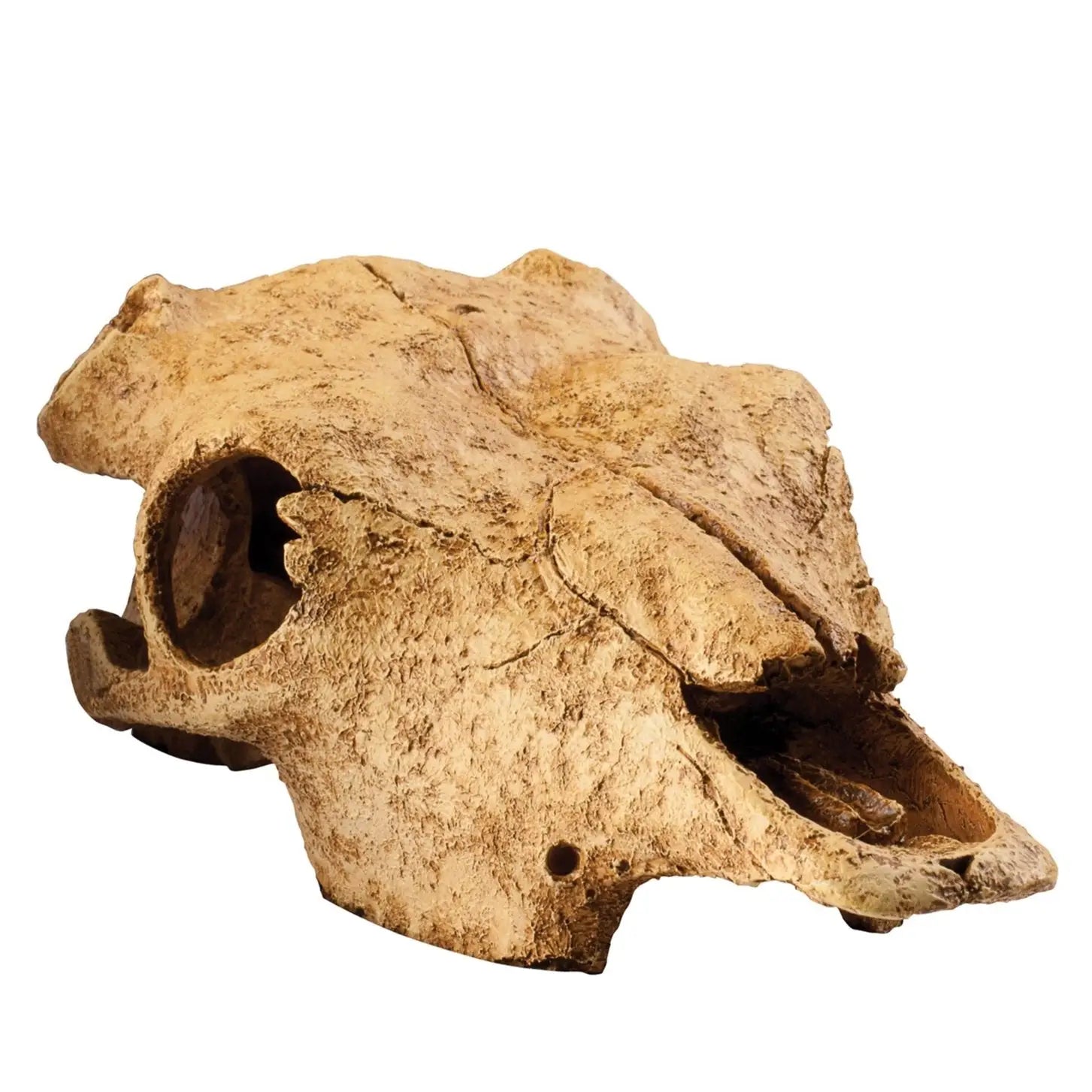 Exo Terra Buffalo Skull