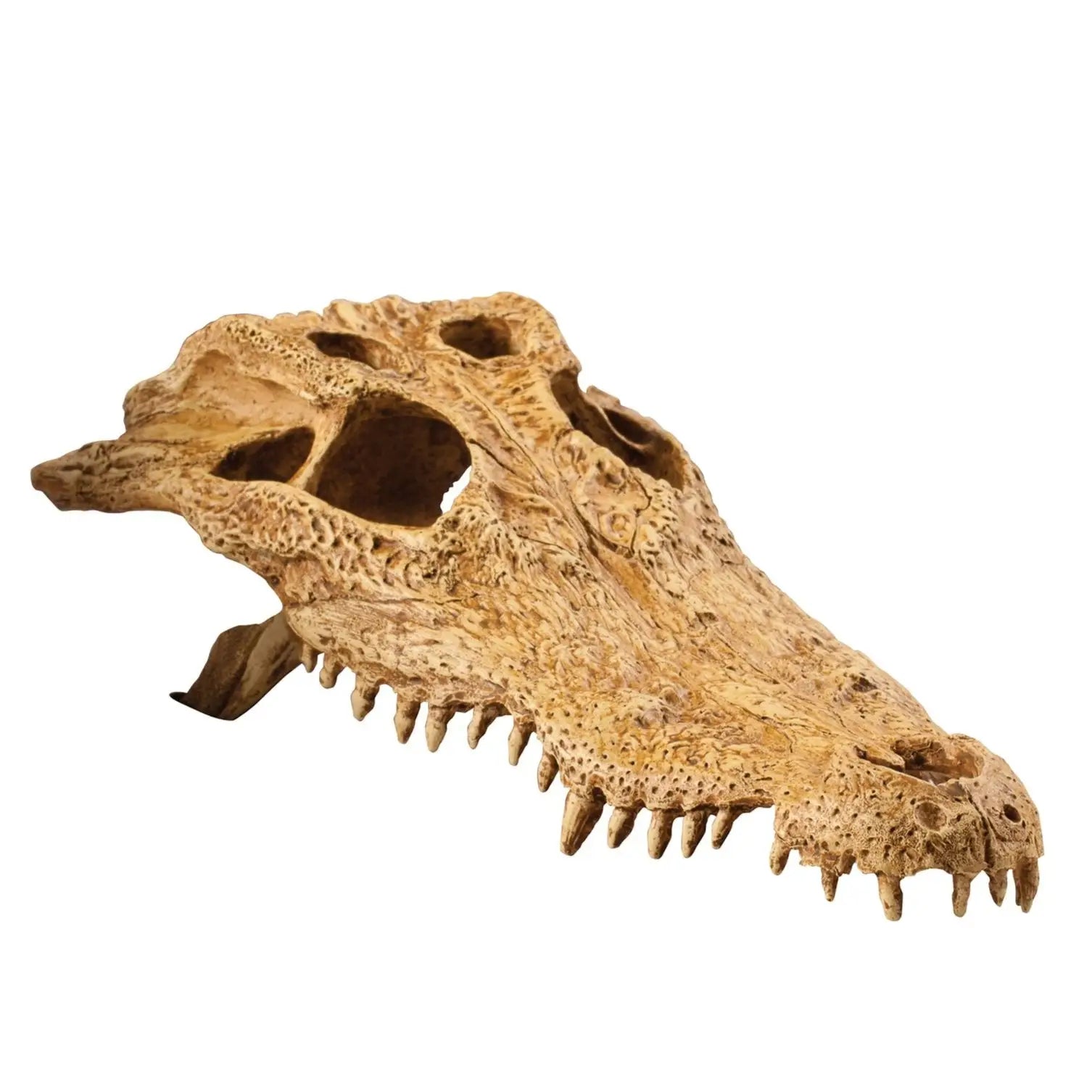 Buy Exo Terra Crocodile Skull online