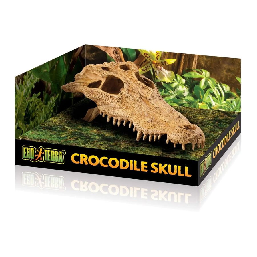 Buy Exo Terra Crocodile Skull (DHS110) Online at £11.69 from Reptile Centre