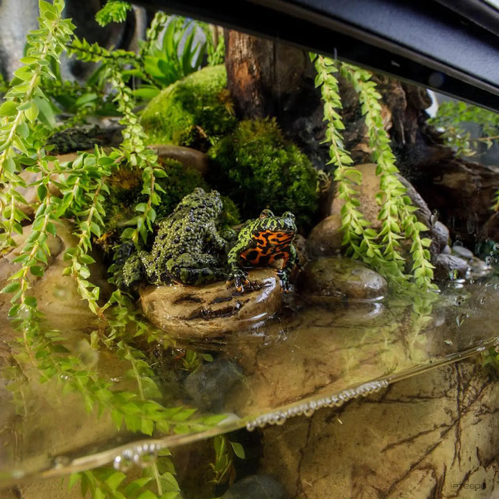 Exo Terra Glass Terrarium Medium X-Tall - 60X45X90Cm Terrariums
