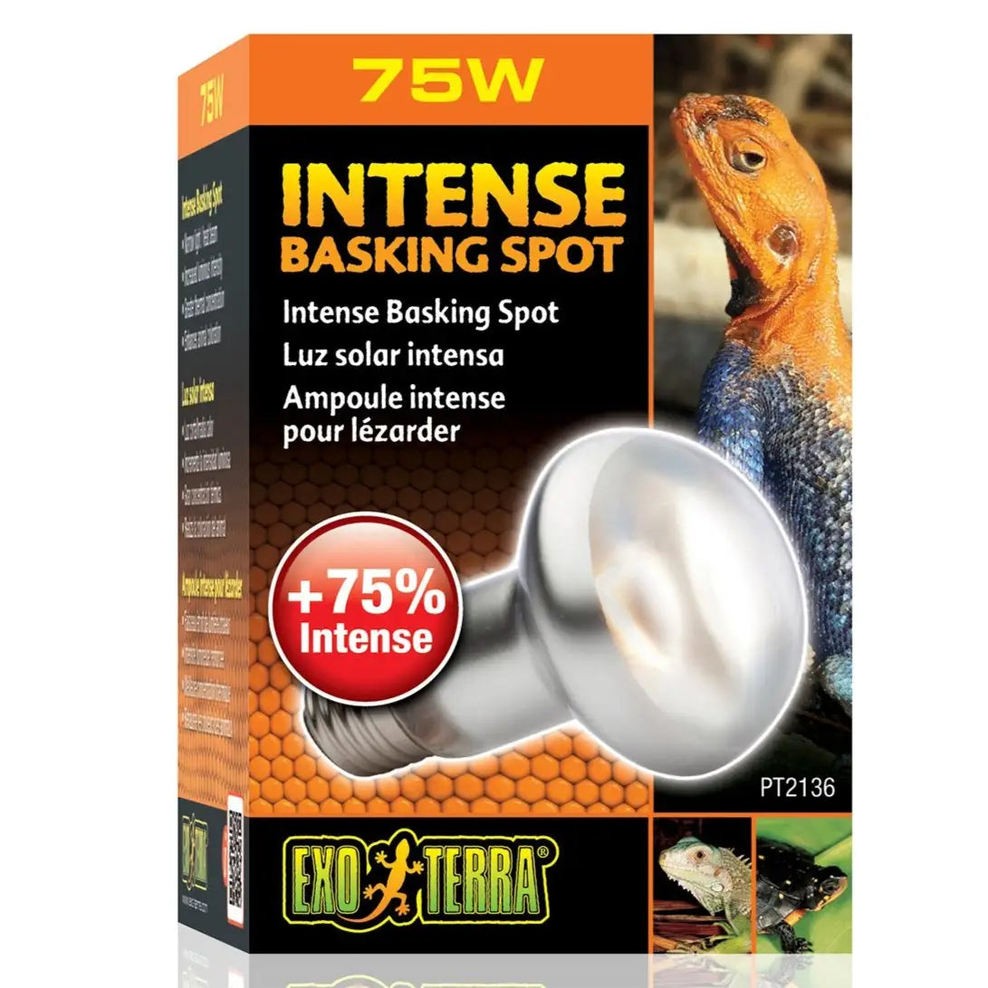 Buy Exo Terra Intense Basking Spot online