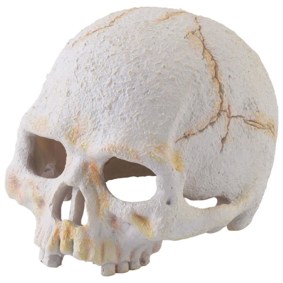 Buy Exo Terra Primate Skull (DHS103) Online at £6.09 from Reptile Centre