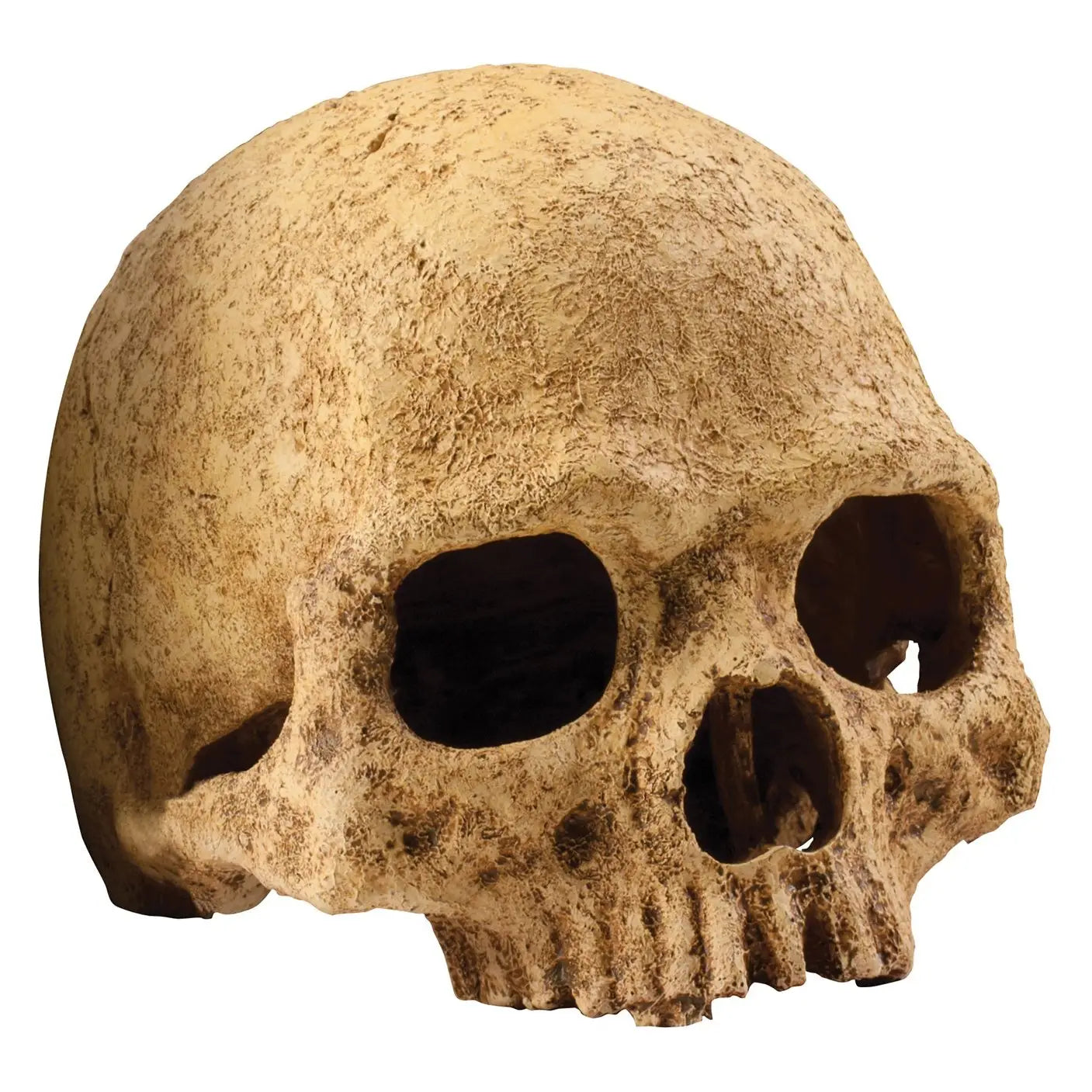 Buy Exo Terra Primate Skull online