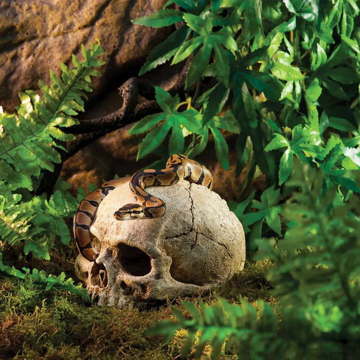 Ball Python Decor