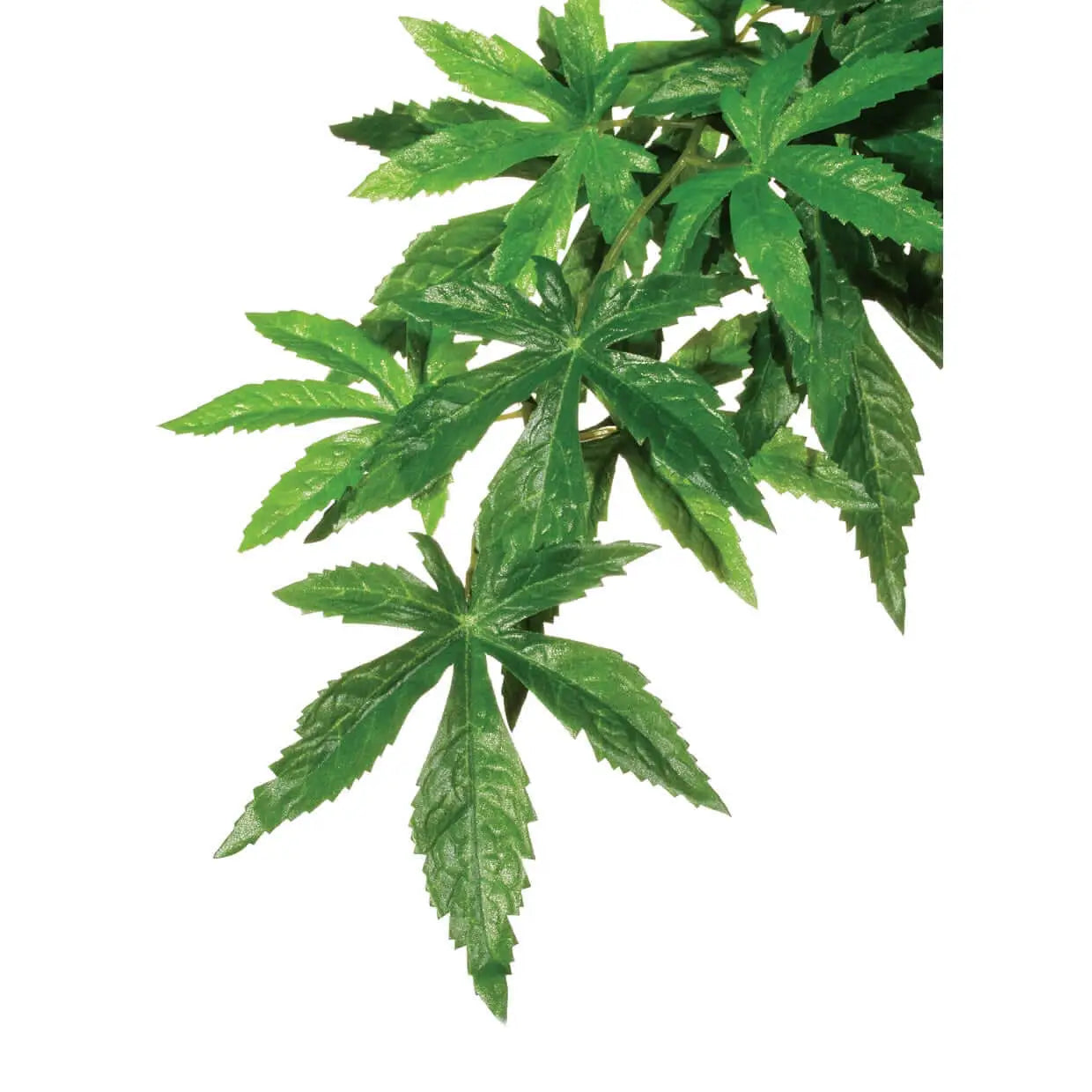 Buy Exo Terra Silk Plant Abutilon online