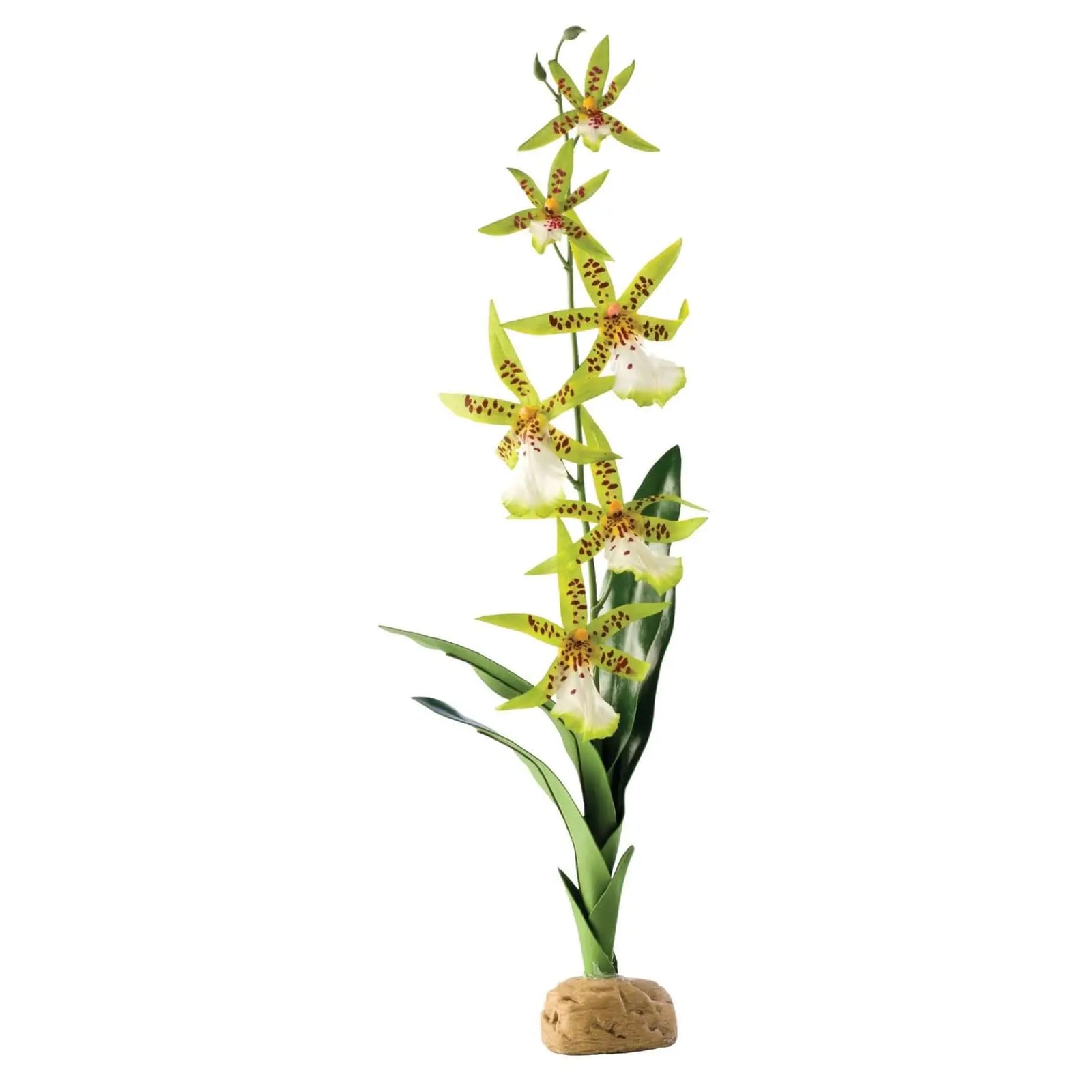 Buy Exo Terra Spider Orchid online