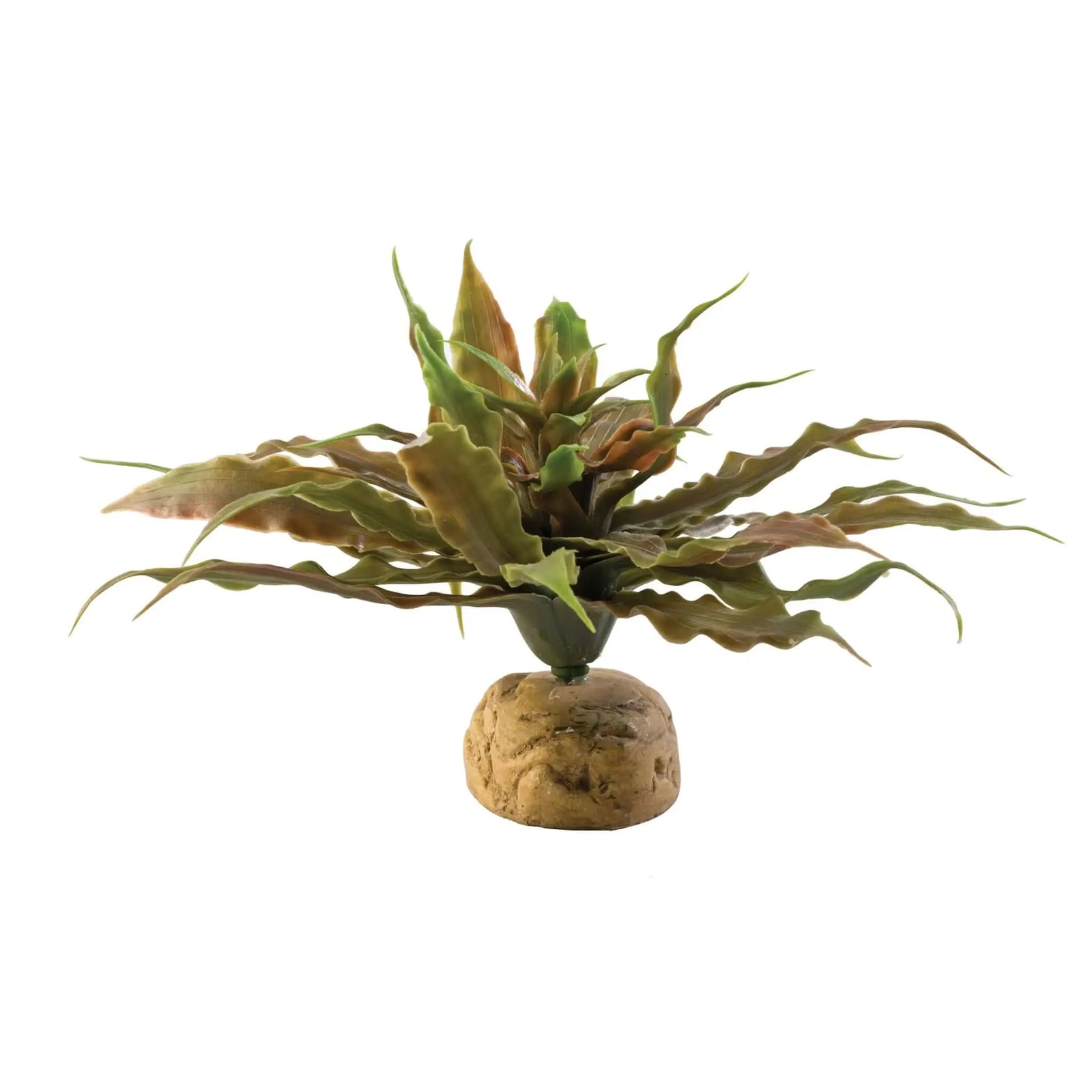 Buy Exo Terra Star Cactus online