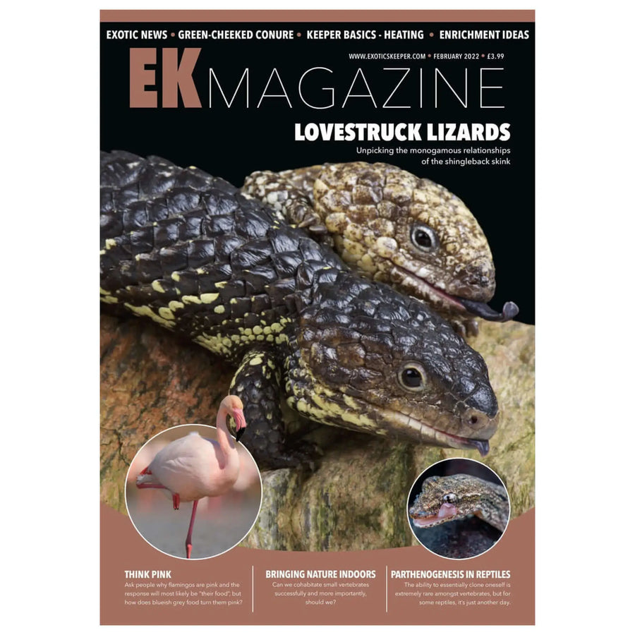 Buy Exotics Keeper Magazine #16 February 2022 (Q-IEK016) Online at £3.99 from Reptile Centre