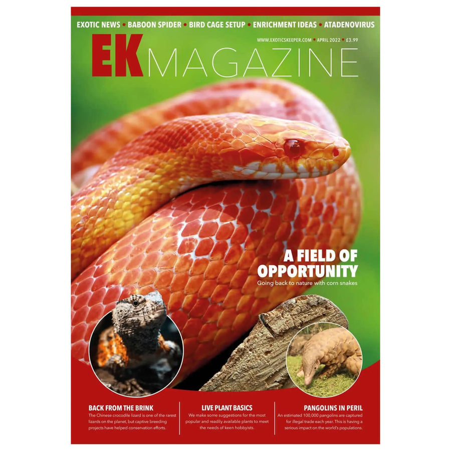 Buy Exotics Keeper Magazine #18 April 2022 (Q-IEK018) Online at £3.99 from Reptile Centre