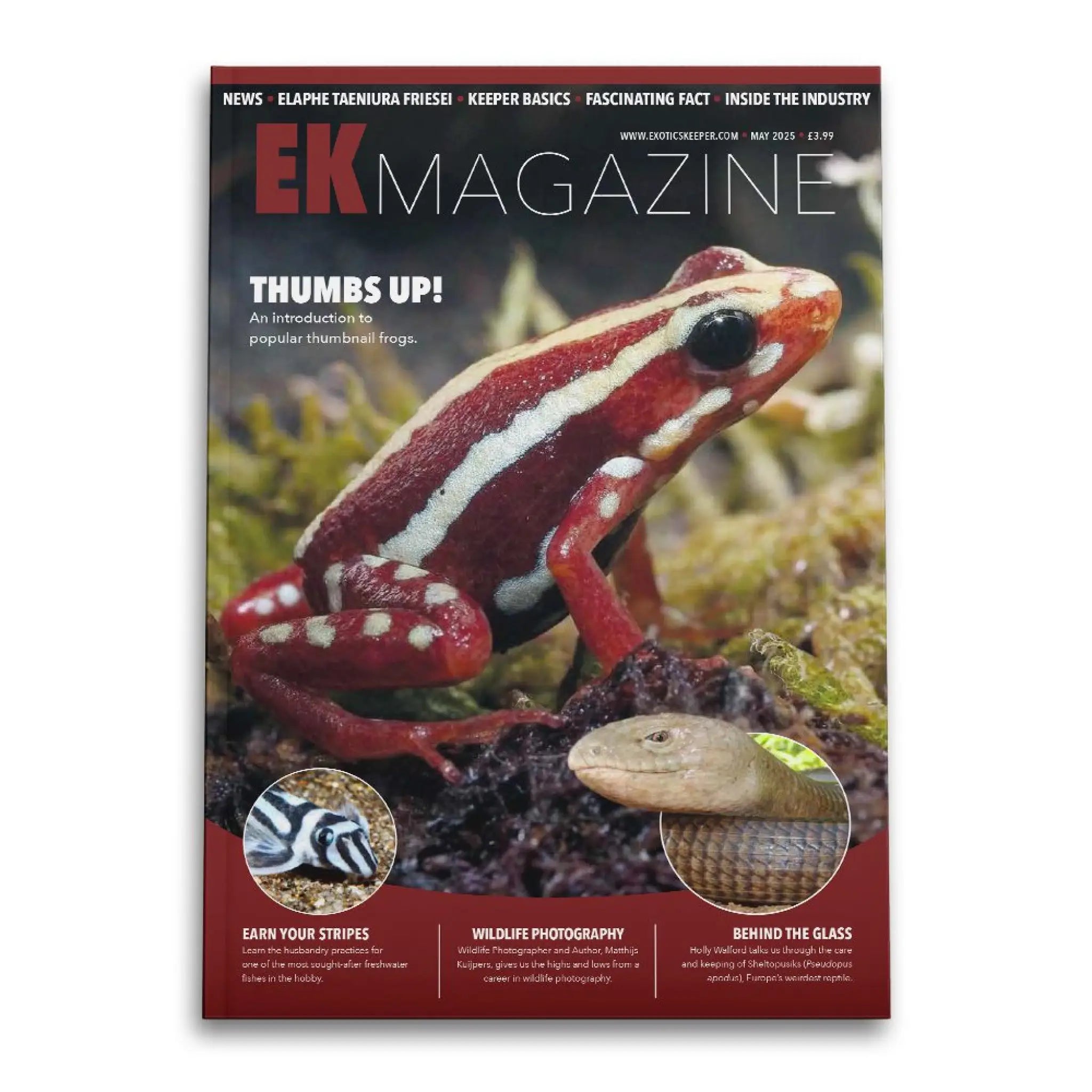 African Bullfrog Care: 2lb Mouse-Eating Frog Guide - Reptile Centre