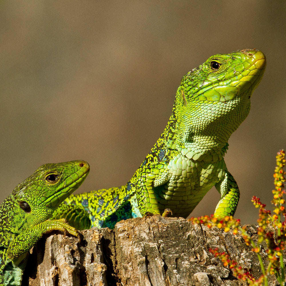 A pari of eyed lizards basking an a piece of wood