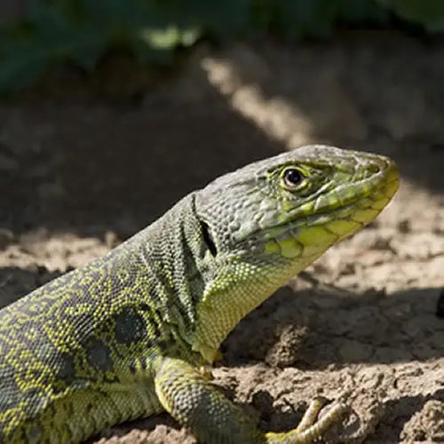 Buy Eyed Lizard Setup online