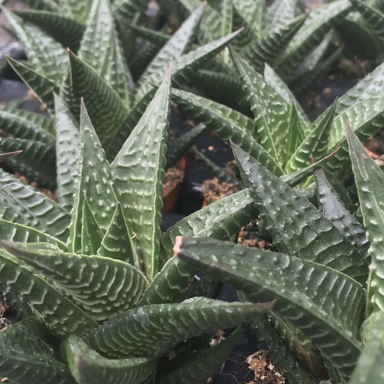Buy Fairy Washboard (Haworthiopsis limifolia) online