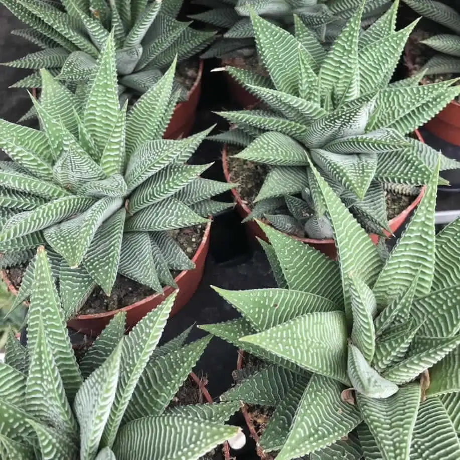 Buy Fairy Washboard 'Spider White' (Haworthiopsis limifolia) online