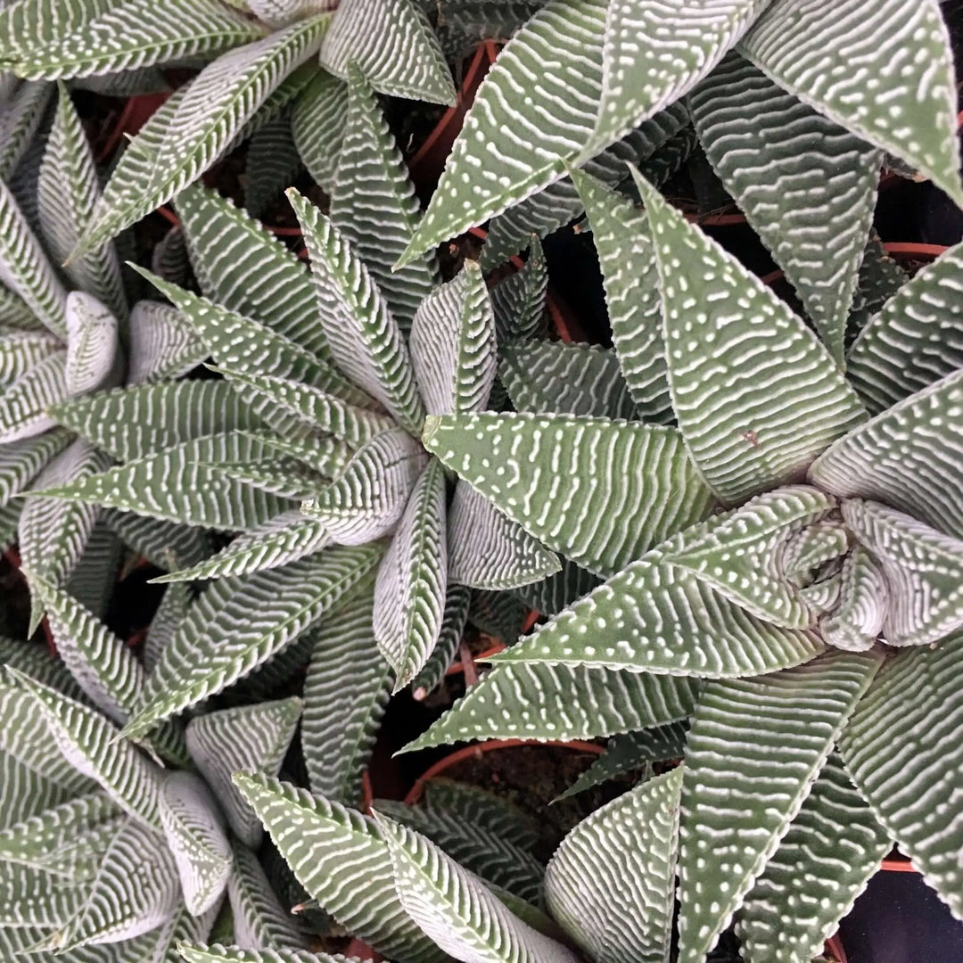 Buy Fairy Washboard 'Spider White' (Haworthiopsis limifolia) online
