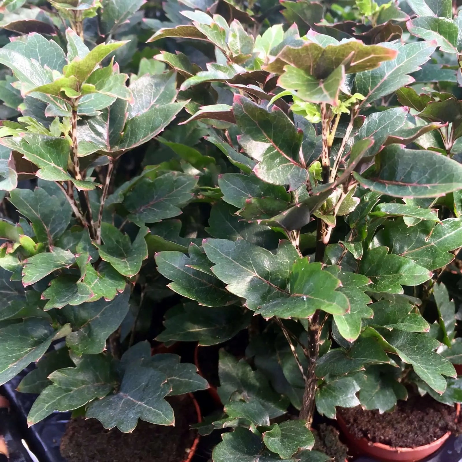 Buy False aralia (Schefflera elegantissima) online