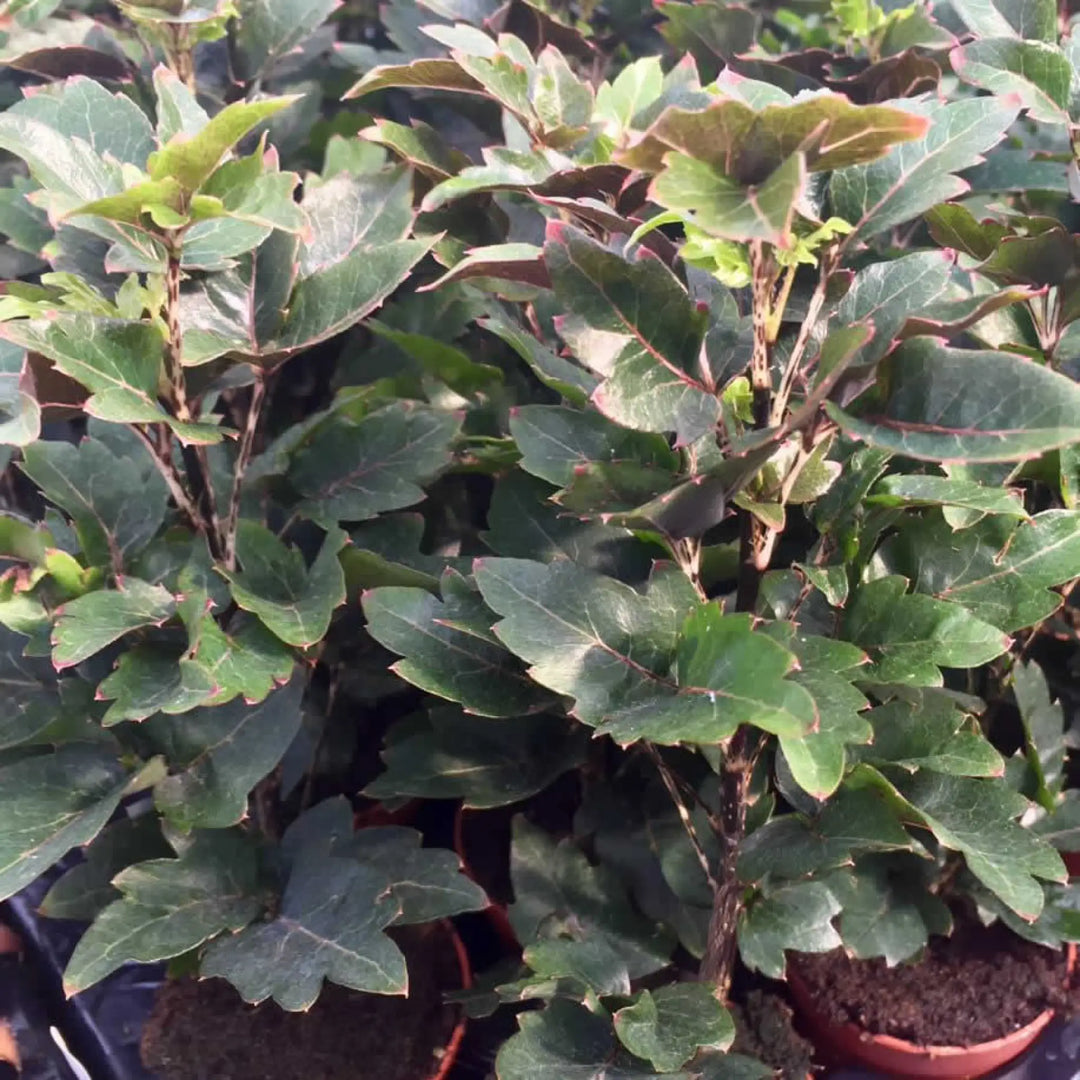 Buy False aralia (Schefflera elegantissima) (PPL434L) Online at £9.49 from Reptile Centre