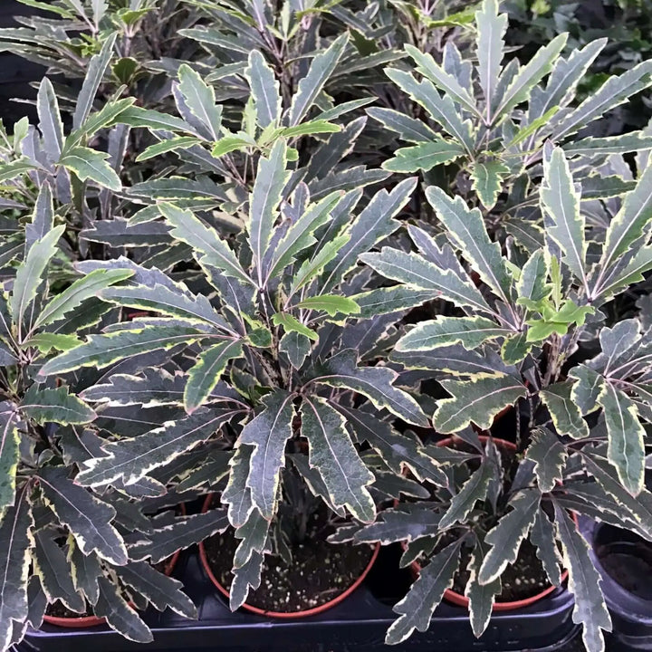 Buy False aralia (Schefflera elegantissima) (PPL434M) Online at £4.74 from Reptile Centre