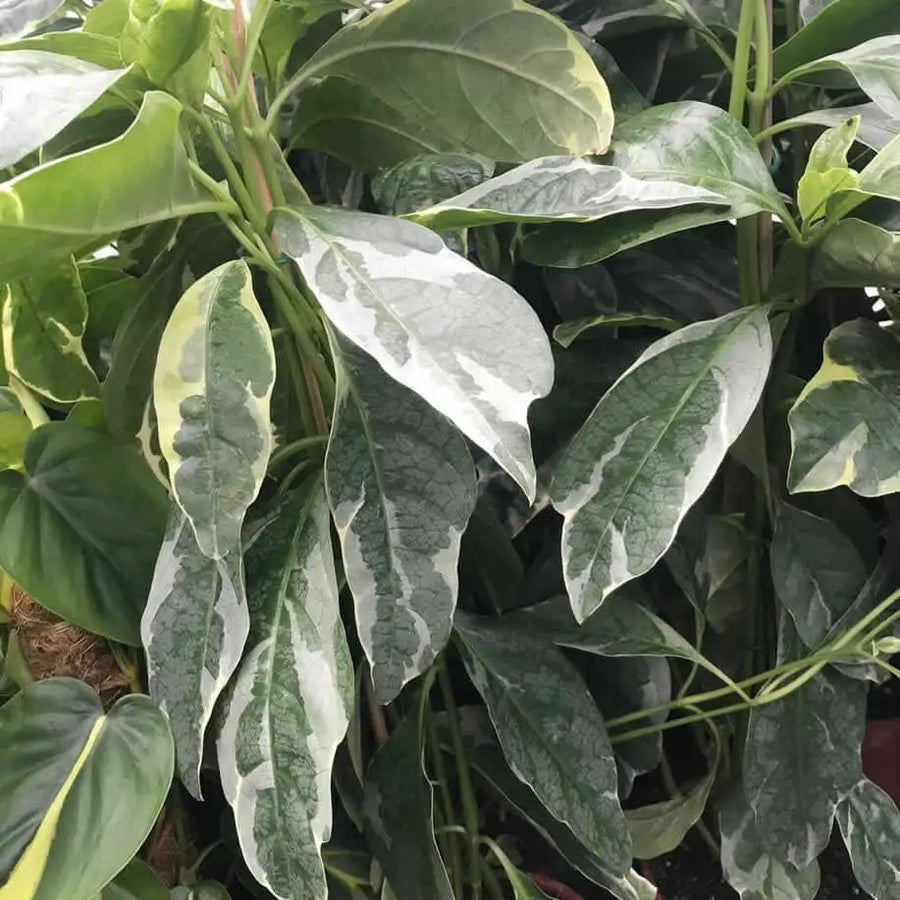 Buy False Eranthemum 'Variegated' (Pseuderanthemum sp.) online