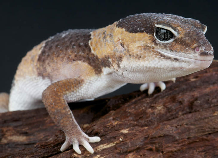 Fat-tailed Gecko Setup
