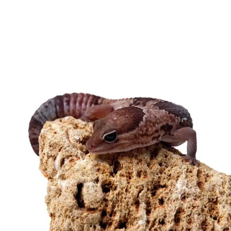 Buy Fat Tail Gecko Setup online
