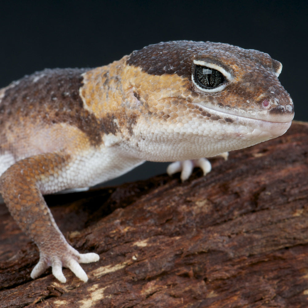 A closeup of an African Fat Tailed gecko climbing along a bark decoration