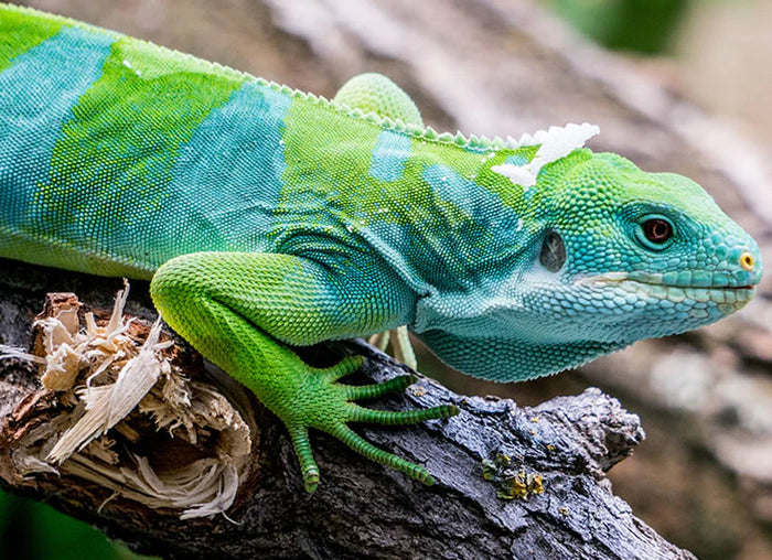 Fiji Iguana Setup