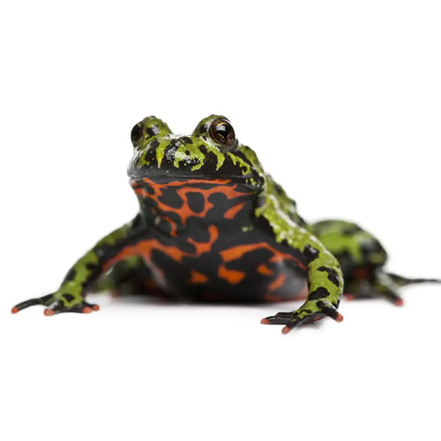 Fire - Bellied Toad Setup