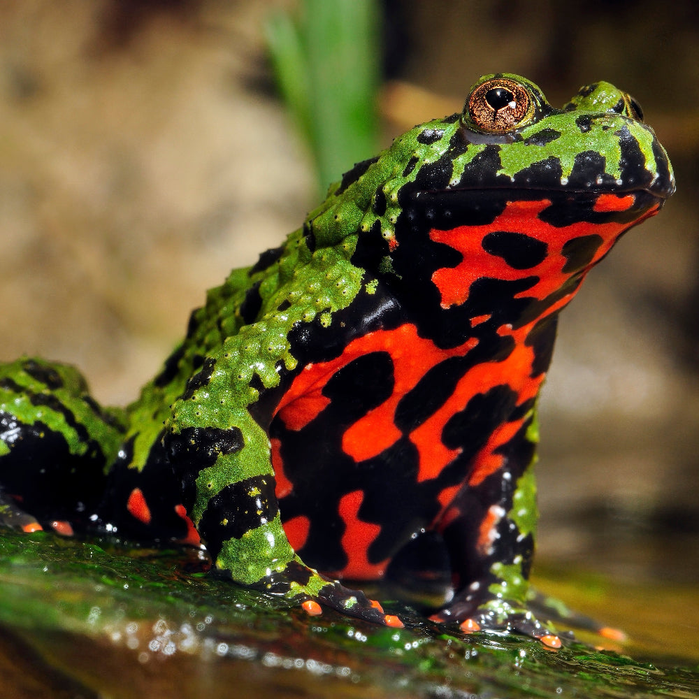 A fire bellied toad with bright green and orange patterns sitting on a mossy rock over a pool of water.