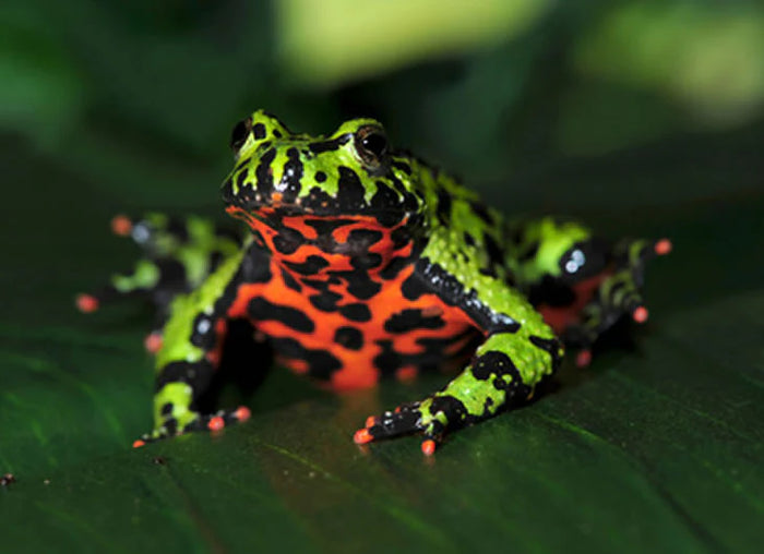 Fire-Bellied Toad Setup